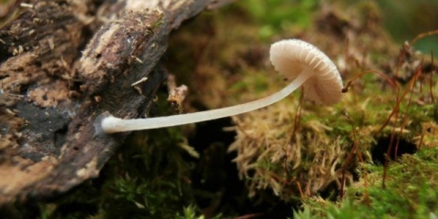 Slutey grubo: fotografija i opis